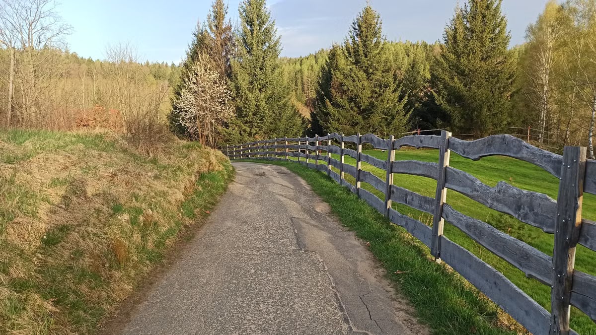 A charming spring scene featuring a rural pathway bordered by spruce trees in Dolnośląskie, Poland.